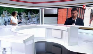 Grippe aviaire : 600 000 canards landais abattus de manière préventive
