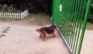 Des chiens se disputent à travers un portail