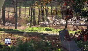 Bientôt plus un seul canard d'élevage dans les Landes