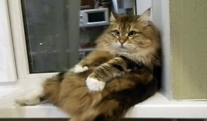 Chat Qui Masse Son Maitre Sur Orange Videos
