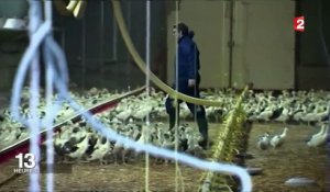 Grippe aviaire : 360 000 canards seront abattus préventivement