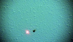 Cette araignée court après un laser pointé sur le mur !