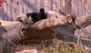 Le panda star Bao Bao quitte les Etats-Unis à bord d'un avion réservé pour lui