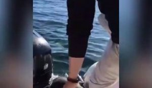 Ce phoque sauve sa peau en grimpant dans le bateau d'un touriste... Dingue