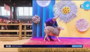 Salon de l'Agriculture : le concours du meilleur berger de France