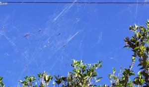 Des centaines d'araignées ont tissé leurs toiles entre les arbres et les cables électriques... Flippant!