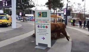 (1) Une vache en liberté au Salon de l'Agriculture