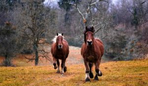 [L'animal & l'homme] Savoir écouter les chevaux pour s’écouter soi-même