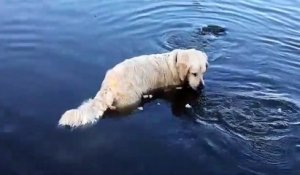 Ce chien est hors pair, regardez comment elle pêche des poissons dans l’eau…