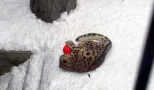 Une panthère des neiges joue avec une balle