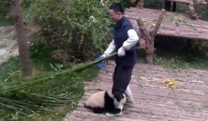 Un panda un peu trop pot de colle avec son soigneur