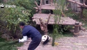 Quand un panda pot de colle empêche un soigneur de travailler