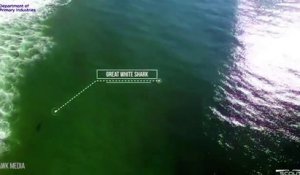 Une attaque de requin a été filmée par un drone en Australie