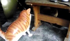 Chat VS Chat Ballon... Tiens prend ça