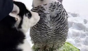 Moment de tendresse entre un husky et une chouette!