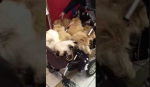 10 chats dans une poussette!