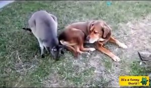 Un chien ami avec kangourou !