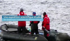 La survie des orques menacée par le réchauffement climatique