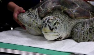 Thaïlande: une tortue opérée après avoir avalé 915 pièces