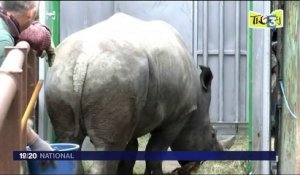 Un rhinocéros tué et sa corne tronçonnée au zoo de Thoiry
