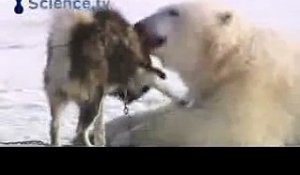 Un Husky se perd sur la glace et se retrouve entre 2 ours polaires. La suite est hallucinante !