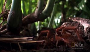 En pleine forêt, un scientifique tombe sur la plus grosse araignée du monde
