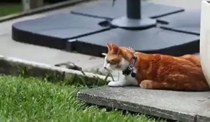 (1) Ce chat à deux pattes qui profite à fond de la vie malgré son handicap...