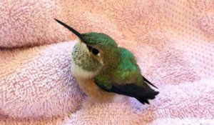 Ce colibri a été sauvé de justesse