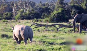 Un éléphant veut jouer avec un rhinocéros !