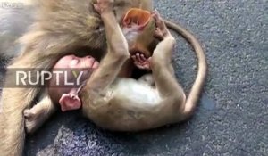 Un bébé singe pleure sur le corps de sa mère décédée sur le bord de la route