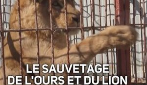 Le sauvetage des derniers animaux du zoo de Mossoul