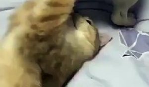 Un chaton s'amuse avec les grelots du chien