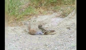 Un écureuil défie un serpent pour garder son territoire !