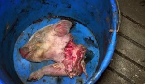 Maltraitance des animaux d'élevage : L214 publie une nouvelle vidéo