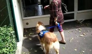 Pyrénées : des chiens formés pour assister des personnes souffrant de surdité !
