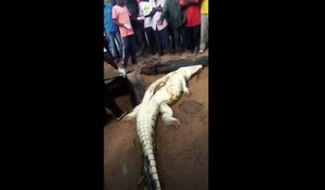 Des villageois découvrent un enfant dans le ventre d'un énorme crocodile en le découpant