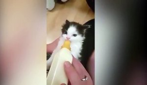 Ce que ce chaton fait en tétant son biberon le rend encore plus adorable