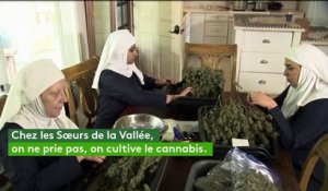 En Californie, ces fausses nonnes cultivent du vrai cannabis