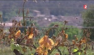 Gel : de lourds dégâts pour les viticulteurs
