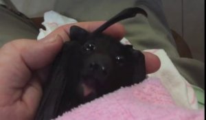 Ce bébé chauve-souris mange un fruit.. Trop mignon !