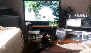 Chat VS écureuil géant à la TV... Peur de sa vie