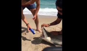 Des jeunes pêchent un requin...pour ouvrir une bière