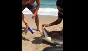 Un jeune complètement débile utilise les dents d’un requin pour ouvrir sa bière !
