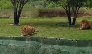 Une lionne tente d'attaquer des touristes pendant un safari... Ambitieuse!!!