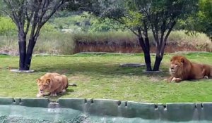 Une lionne tente d’attaquer des visiteurs et chute violemment de son enclos