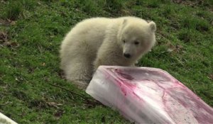 Zoo de Munich: elle s'appelle Quintana