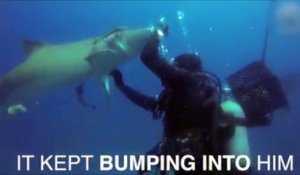 Un requin demande de l'aide à un plongeur !