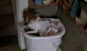 Ce chien se fait engueuler dans la poubelle !
