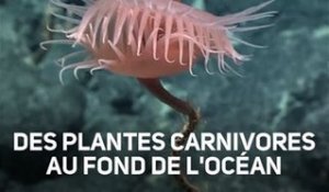 Surprise à 3770 m sous l'eau : une plante carnivore