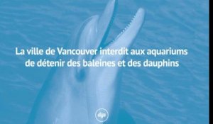 La ville de Vancouver interdit aux aquariums de détenir des baleines et des dauphins